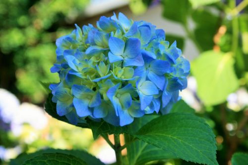 Hydrangea Flower With Blue Hue