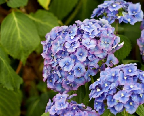 Hydrangea Flowers Blue