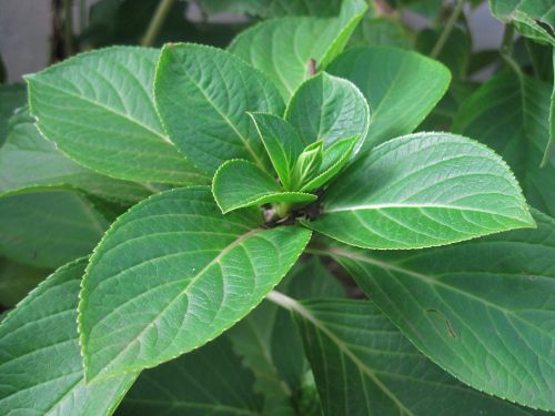 Hydrangea Leaves