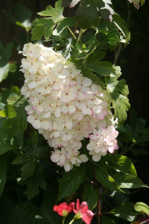 hydrangea panticulata plan white