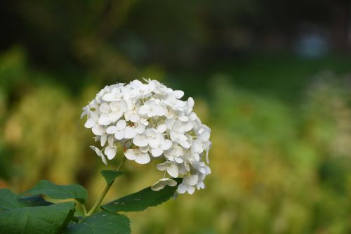 hydrangea viburnum flower white