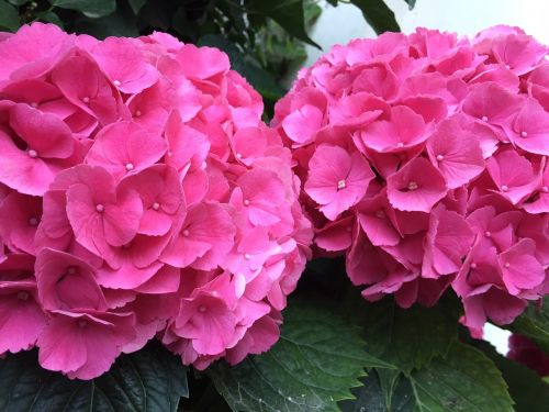 hydrangeas blossom bloom