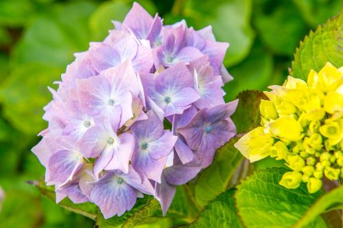 hydrangeas flower blue