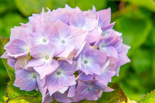 hydrangeas flower blue