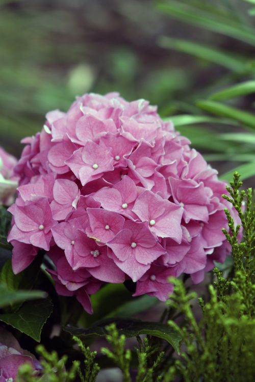 hydrangeas flower hydrangea flower