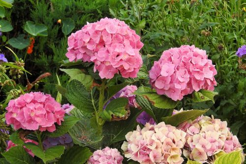 hydrangeas flowers pink