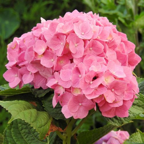 hydrangeas flowers pink