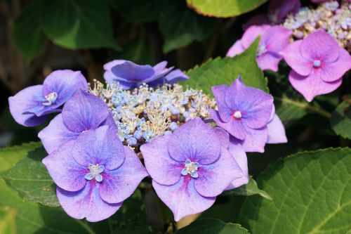 hydrangeas flower blossom