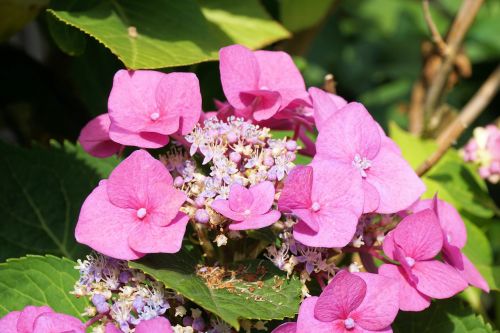 hydrangeas flower blossom