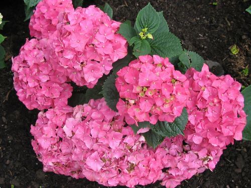 hydrangeas flowers pink