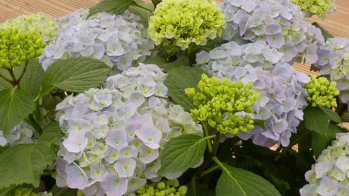 hydrangeas flowers blue