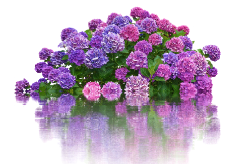 hydrangeas flowers bush