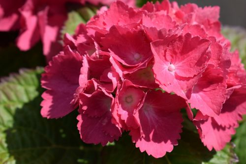 hydrangeas flowers spring