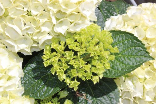 hydrangeas white hydrangea plants