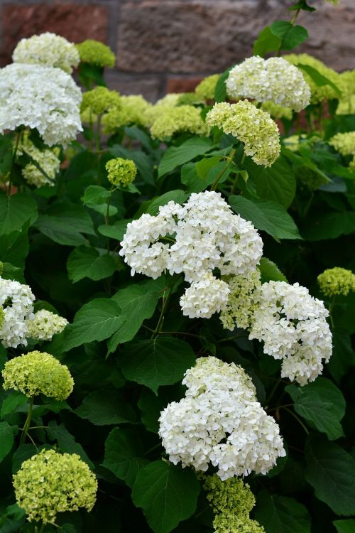 hydrangeas white hydrangea flowers