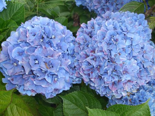 hydrangeas flowers blue