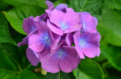 hydrangeas flower purple