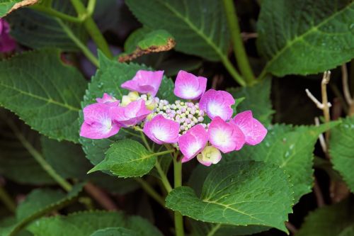 hydrangeas flowers nature