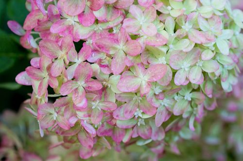 hydrangeas pink green