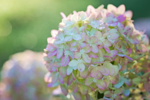 hydrangeas pink green