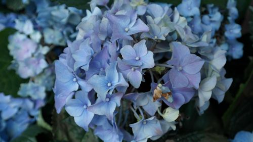 hydrangeas flower hortensis