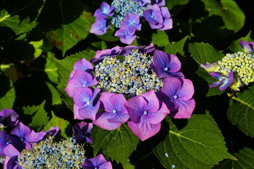 hydrangeas  flowers  purple