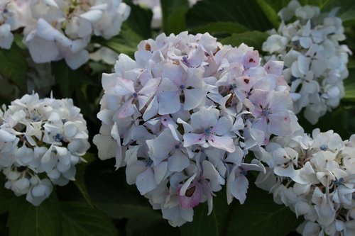 hydrangeas  garden  flowers