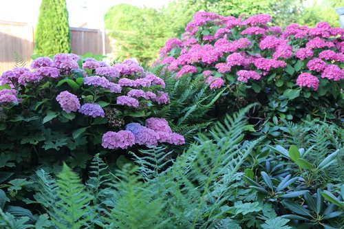 hydrangeas  plant  flowers