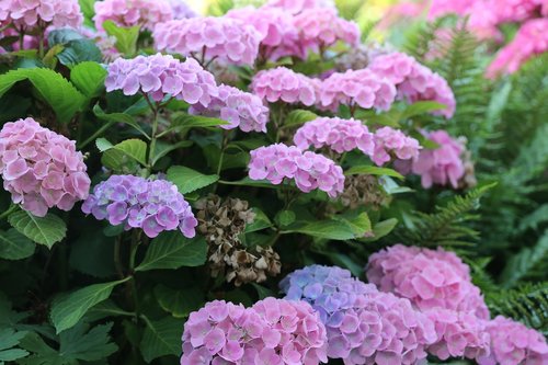 hydrangeas  plant  flowers