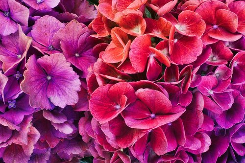 hydrangeas  colorful  bright