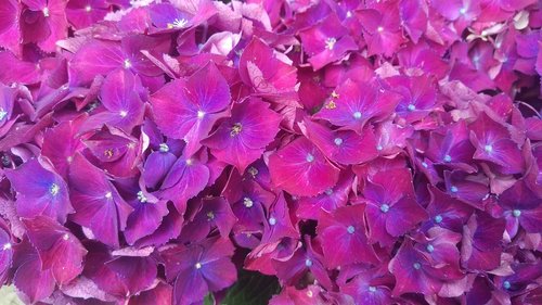 hydrangeas  hydrangea  purple