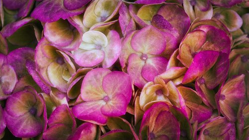 hydrangeas  background  flowers