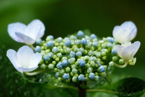 hydrangeas hydrangea rain