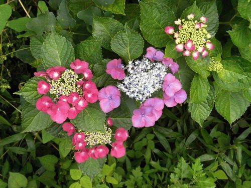 hydrangeas hydrangea purple flowers