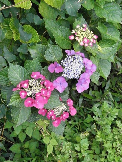 hydrangeas hydrangea purple flowers