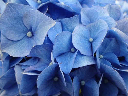 hydrangeas  blue  flower