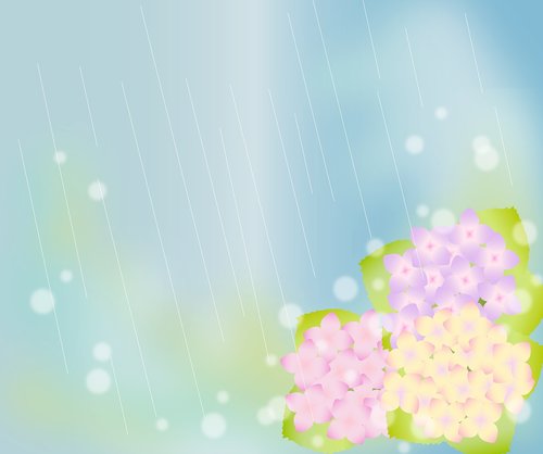hydrangeas  rainy background  blurred background
