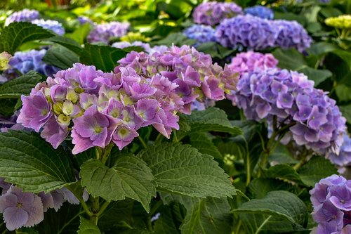 hydrangeas  garden  nature