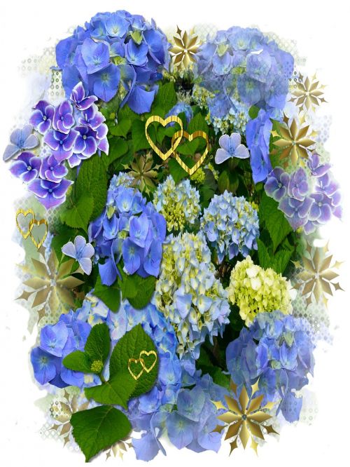 hydrangeas blue flowers hearts