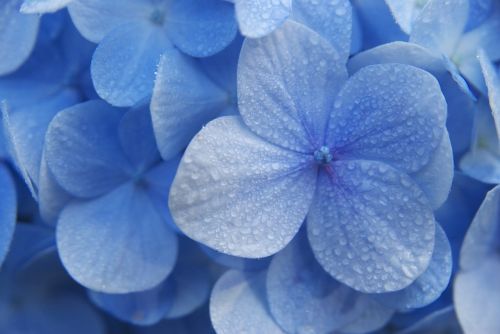 hydrangeas flower blue