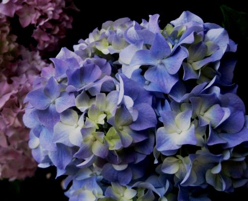 Hydrangeas Starting To Bloom