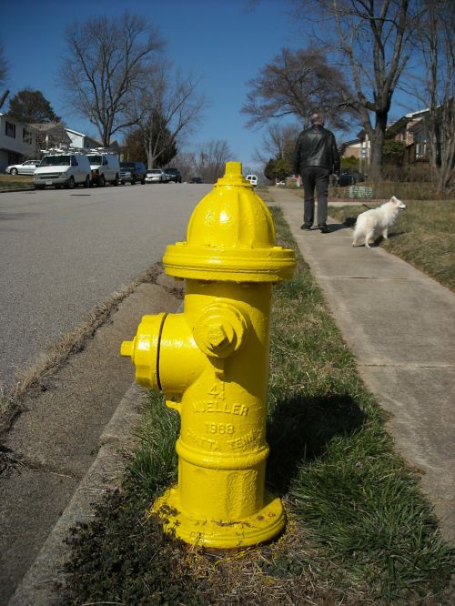 hydrant street dog
