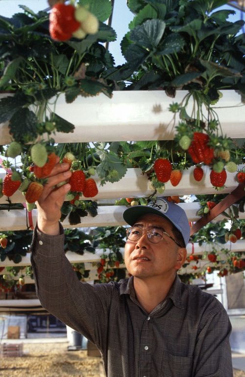 hydroponic strawberries growing
