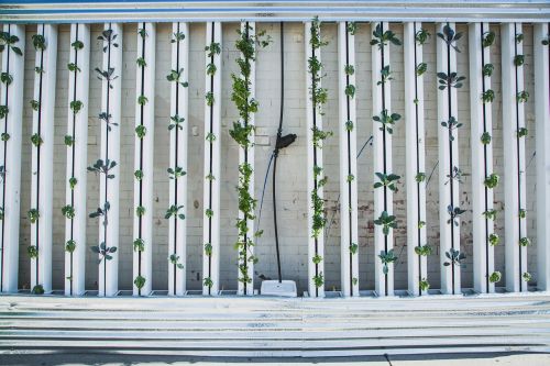 hydroponics green wall zipgrow