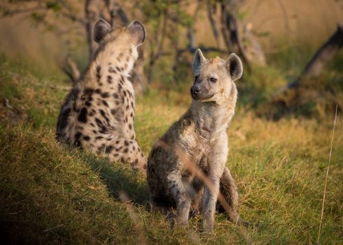 hyena africa botswana