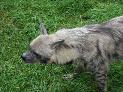 hyena zoo animal