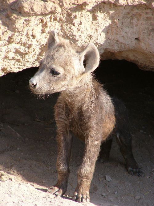 hyena baby curious