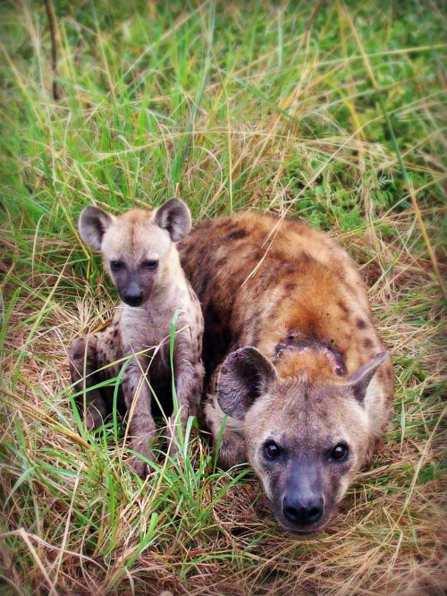 hyena puppy animal