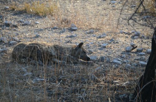 hyena animal wild