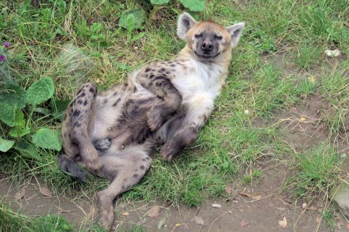 hyena watch animals funny